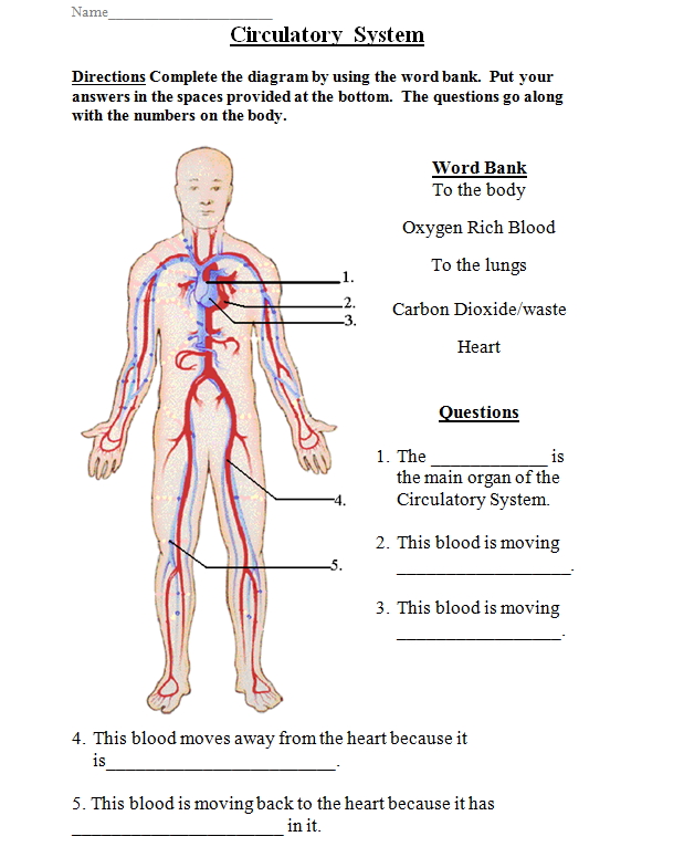 Circulatory System Woorksheet (Curriki)