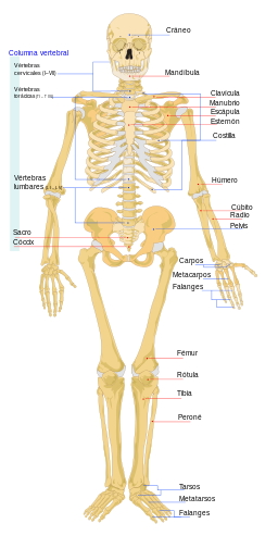 Vistas frontal y trasera del esqueleto humano (Wikimedia Commons)