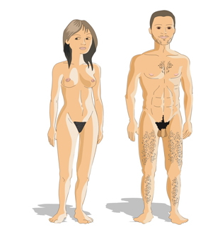 El cuerpo humano: anatomía y fisiología