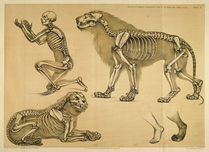 A Comparative View of the Human and Animal Frame by Benjamin Waterhouse Hawkins. Comparativa entre la anatomía humana y la animal