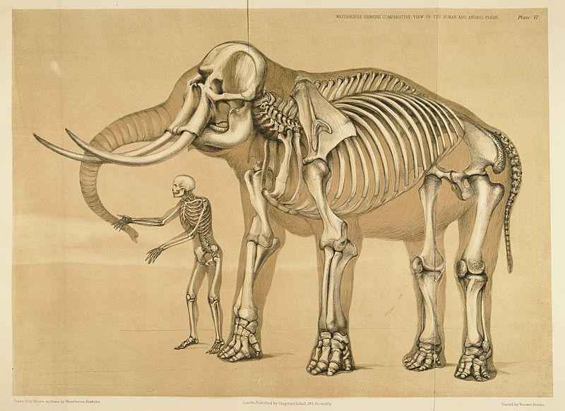 A Comparative View of the Human and Animal Frame by Benjamin Waterhouse Hawkins. Comparativa entre la anatomía humana y la animal
