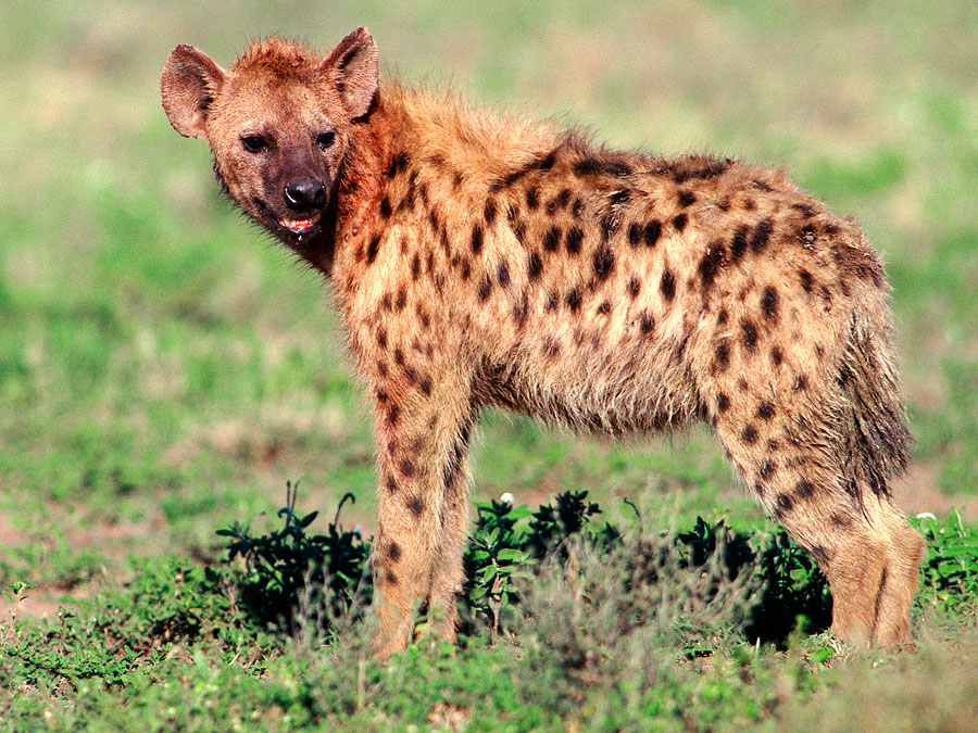 Hyenas and Aardwolves: Fact or Fiction Quiz (Britannica.com)