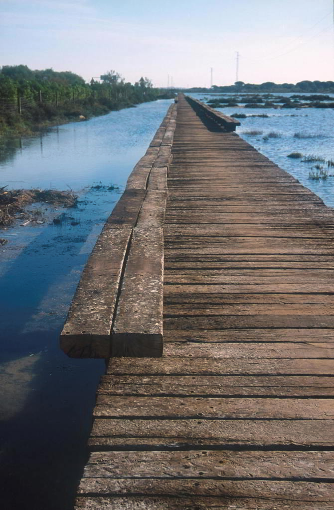 Senda del Pinar de Algaida, de Estudio ACTA