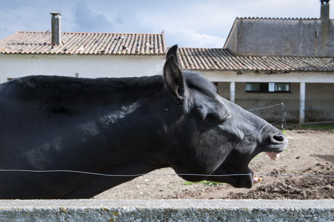 Caballo en una vivienda aislada de Vegaviana, en la provincia de Cáceres