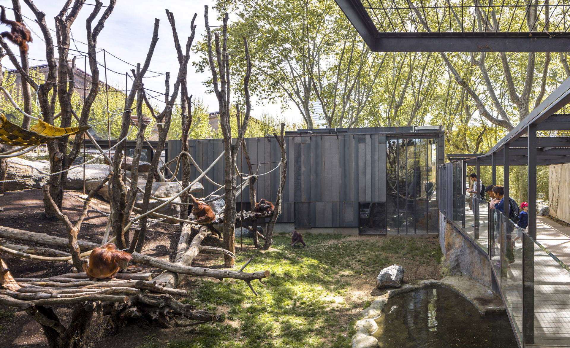  Instalación de los orangutanes en el Zoo de Barcelona