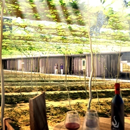 La Energía de un Viñedo