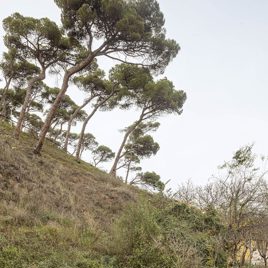 Restauración ambiental de los entornos del Rec Comtal en Vallbona. Miradores de biodiversidad