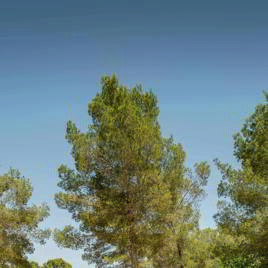 Recinto arqueológico de Son Caulelles