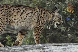 Lince ibérico: educar para conservar. Formación de formadores (Edición 2)