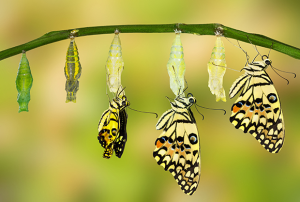 Observa y Transforma: multiplicando aprendizajes