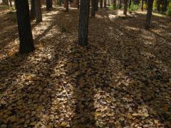 Casa Rural El Pozo y La Estrella