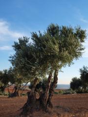 Casa Rural El Pozo y La Estrella