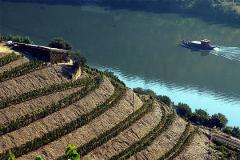 Líneas de vino junto al Duero