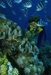 Relax entre los peces de colores