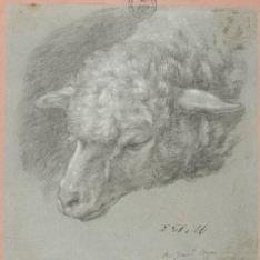 Cabeza de oveja