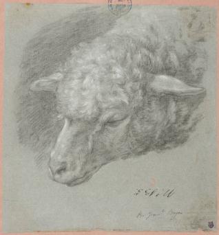 Cabeza de oveja