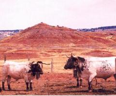 Apartamentos Turísticos Molino Pataslargas