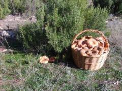 Apartamentos Turísticos El Castillo