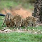 Apartamentos Rurales El Chaparral