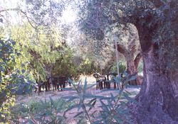 CORTIJO LOS GRANADICOS