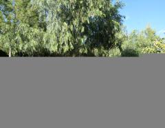 CORTIJO DE LOS ALMENDROS