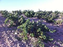 Apartamentos Turísticos Hoces del Batanejo El Palomar