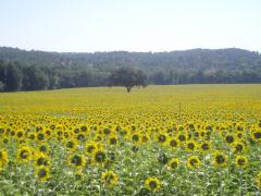 Apartamentos Turísticos Hoces del Batanejo El Palomar