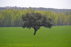 Apartamentos Turísticos Hoces del Batanejo El Palomar