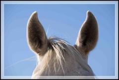 Casa Rural El Capricho de los Montes