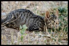 Casa Rural El Capricho de los Montes