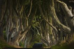 El bosque parlante de Tolkien