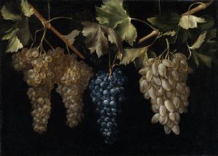 Cuatro racimos de uvas colgando