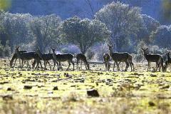Ciervos y buitres en el Guadarranque