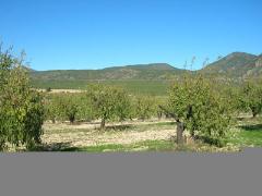 CORTIJO RAMBLA LA HIGUERA