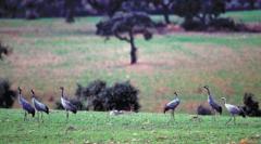 Parloteo mañanero en Orellana