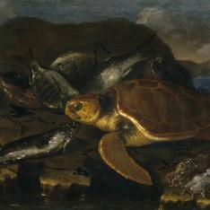 Bodegón de peces y tortuga