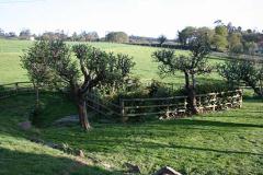 A Palleira da Curiscada