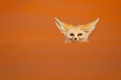 El pequeño zorro pone la oreja