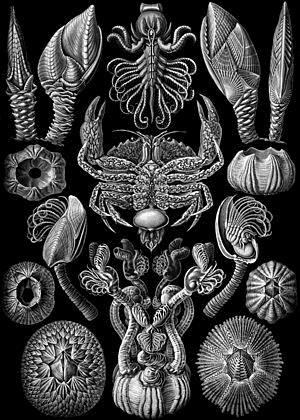 Cirripedia