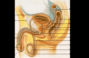 Glándula bulbouretral