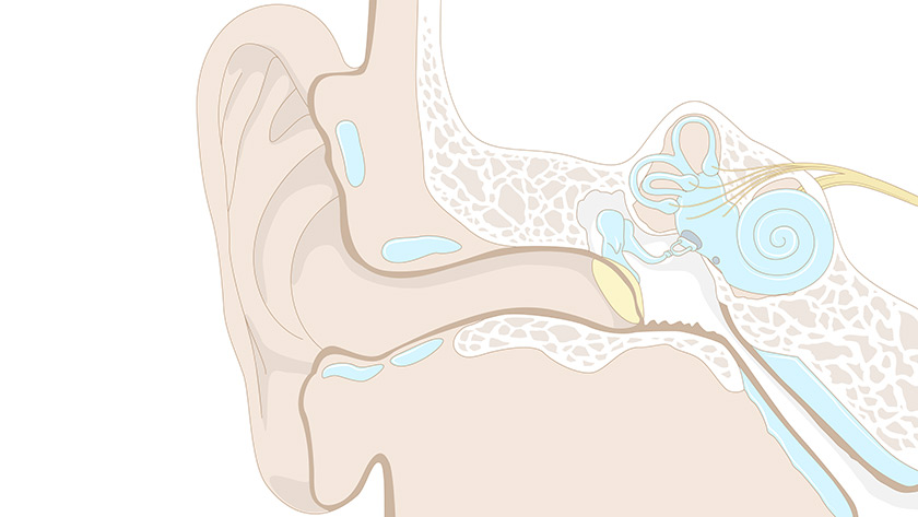 Sistema uditivo: L'orecchio (Medio)