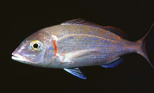 Pagellus erythrinus