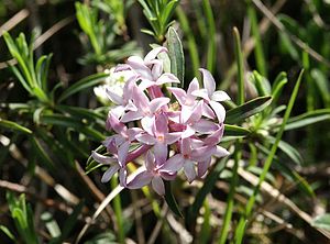 Thymelaeaceae