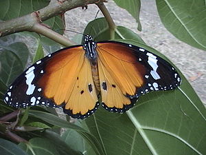 Danaus (animal)