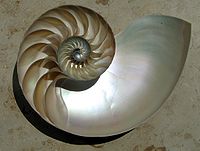 Espiral