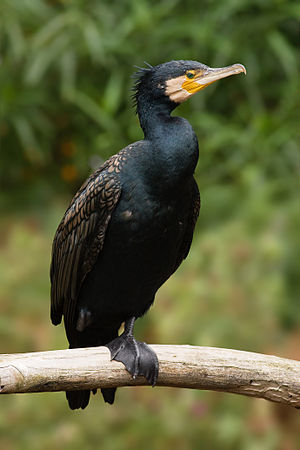 Great Cormorant