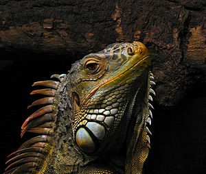 Iguana (género)