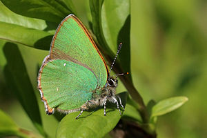 Callophrys rubi