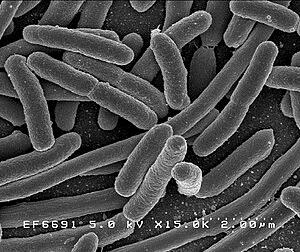 Microbiota intestinal