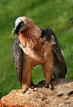 Bearded Vulture